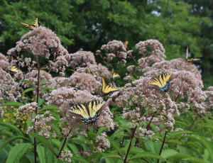 Cover photo for The Year of the Butterfly?