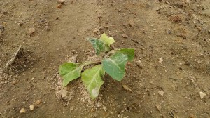 Cover photo for Tobacco Insect Scouting Update. May 2, 2014