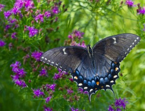 Cover photo for Register Now for September Pollinator Garden Workshop & Garden Tour