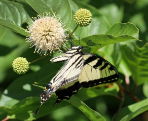 Cover photo for Pollinator Garden Tour Monday June 27