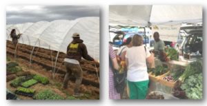 Cover photo for Register Now for the Upcoming Fall Farm and Market Tours!