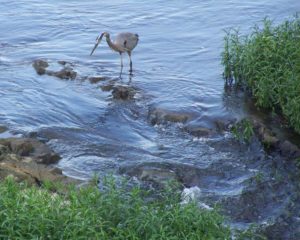 Fishing in the flow on the Haw River near Bynum.