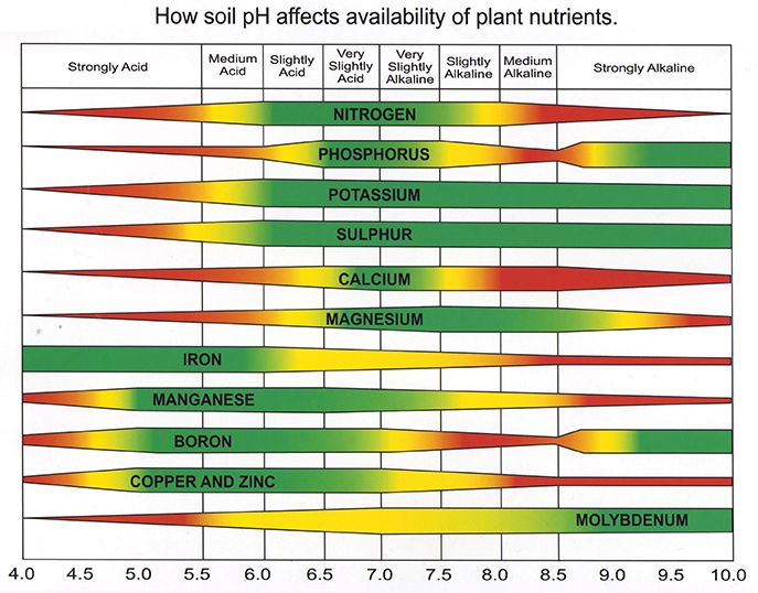 What Is The Full Meaning Of Soil Ph