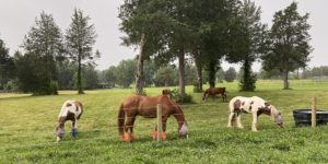 Cover photo for Equine Management Virtual Mini Series