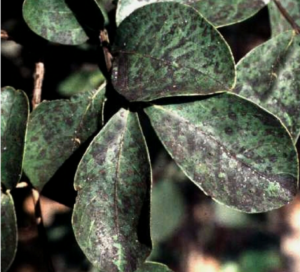 Cover photo for Crape Myrtle Disease: Sooty Mold