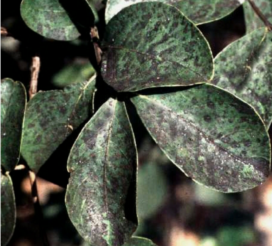 crape-myrtle-disease-sooty-mold-n-c-cooperative-extension