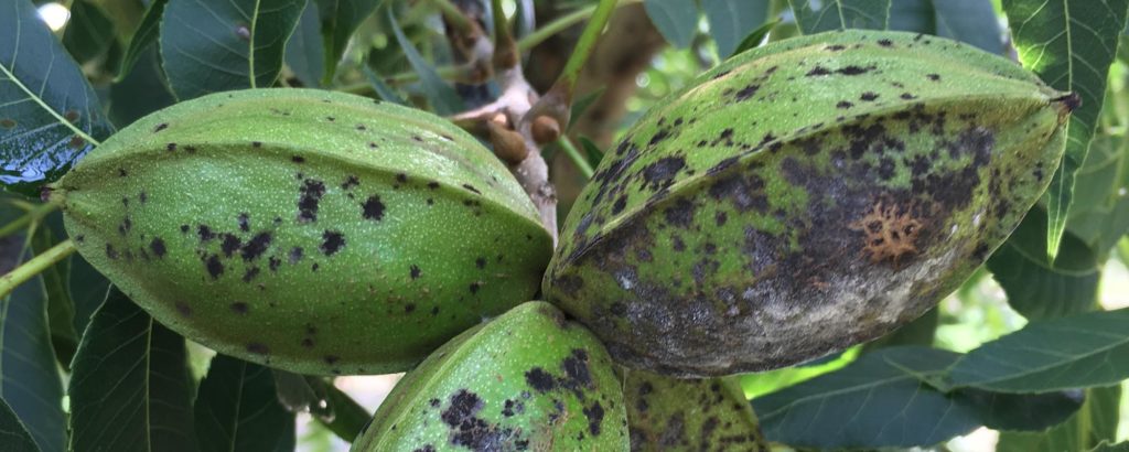 Pecan Scab Disease