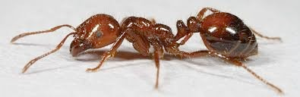 Cover photo for Caswell County Fire Ants