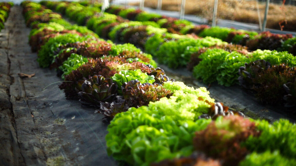 Multiple varieties of lettuce grown in a hoop house