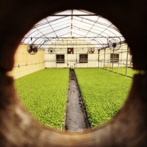 Cover photo for From the Field - Agronomy Notes: Vol. 5, Num. 1