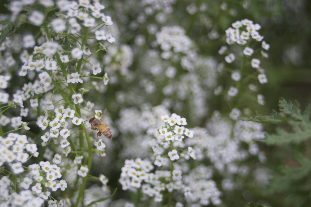 Bee on a flower