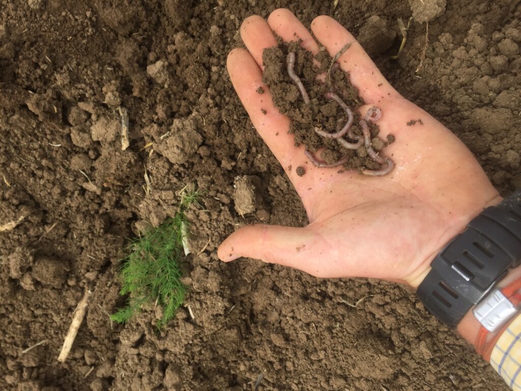 Earthworms in soil