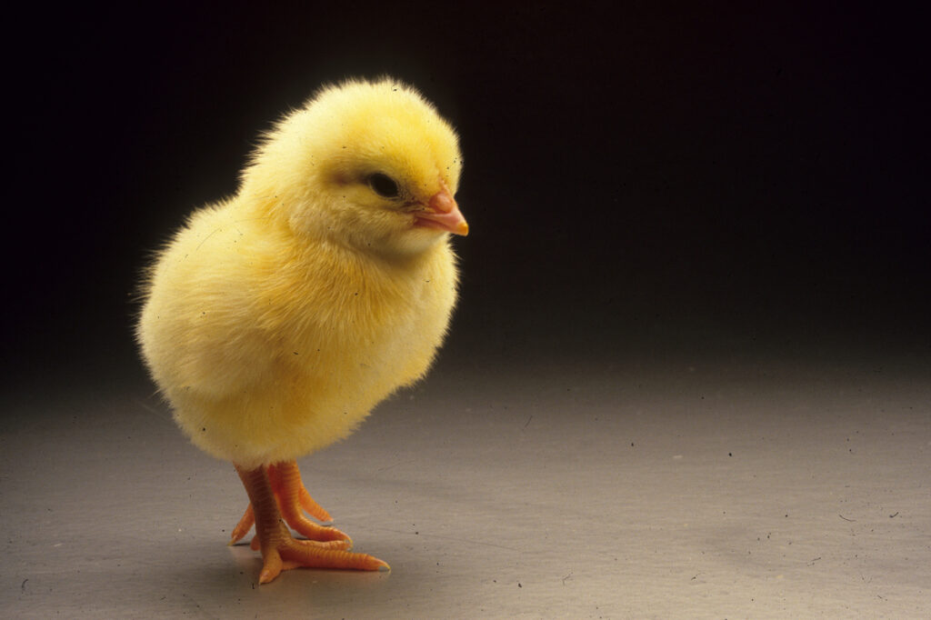 A chick standing in an empty room.