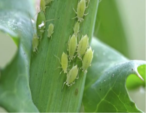 Cover photo for Aphids in the Garden