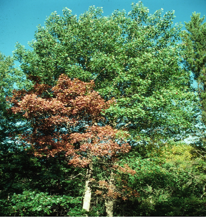 Natural Snap-In - Twigs