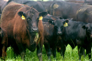 Cover photo for Caswell County Cattlemen's Bobby Aldridge Scholarship