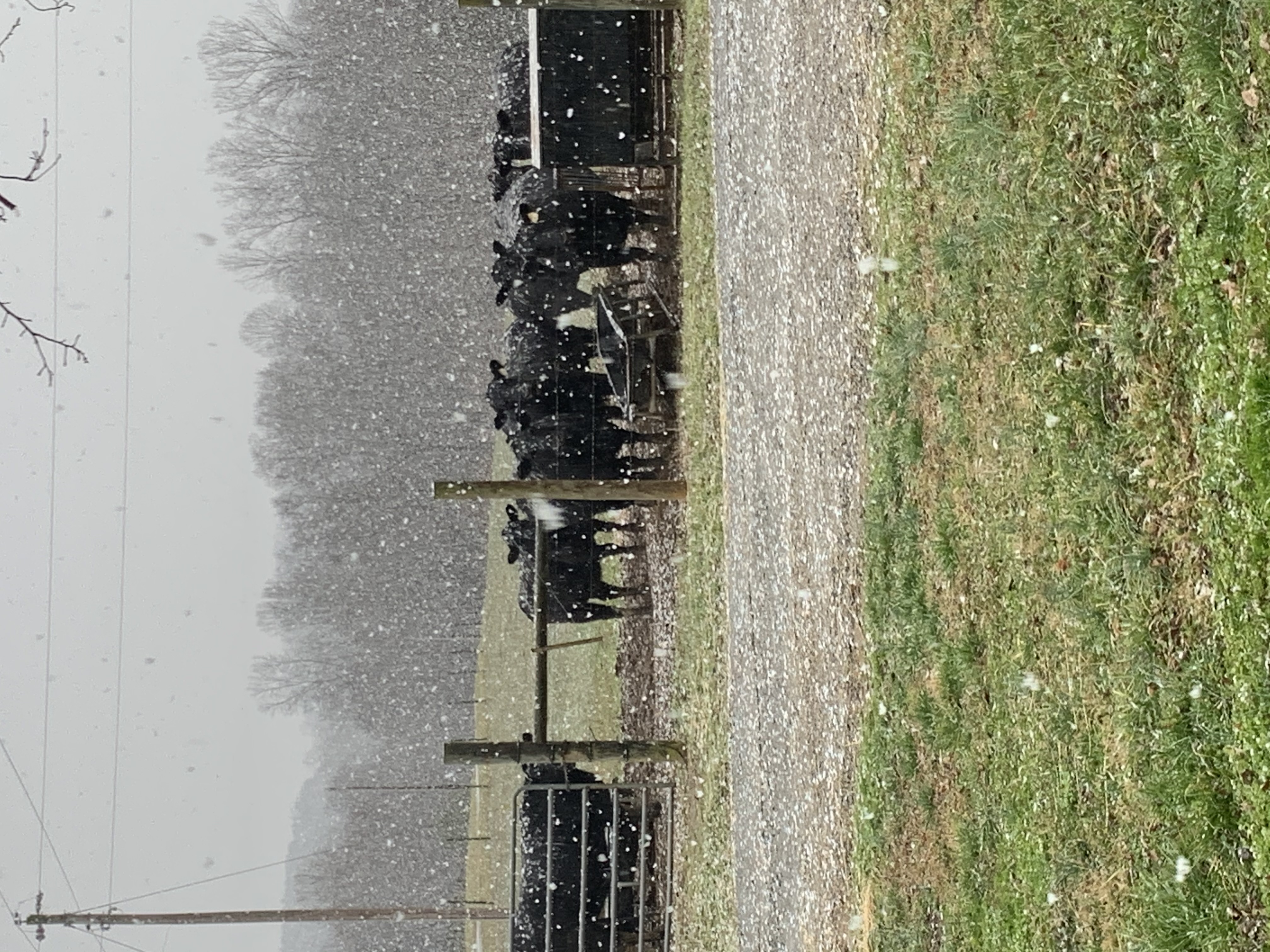Cows in a field as snow falls around them.