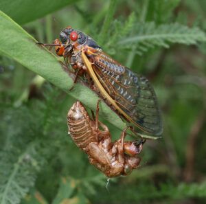 Periodical cicada that has just molted.